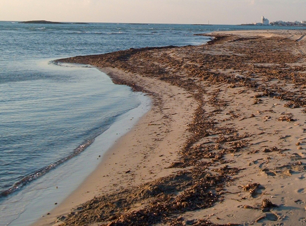 spiaggia posidonia