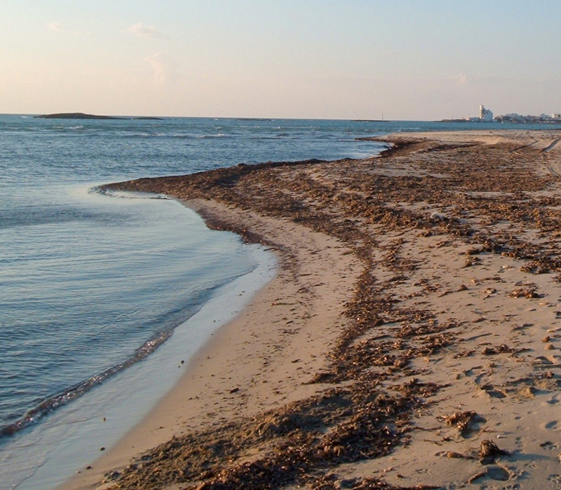 Rifiuti spiaggiati: la sfida per preservare il patrimonio costiero italiano - spiaggia posidonia Rifiuti spiaggiati: la sfida per preservare il patrimonio costiero italiano - spiaggia posidonia