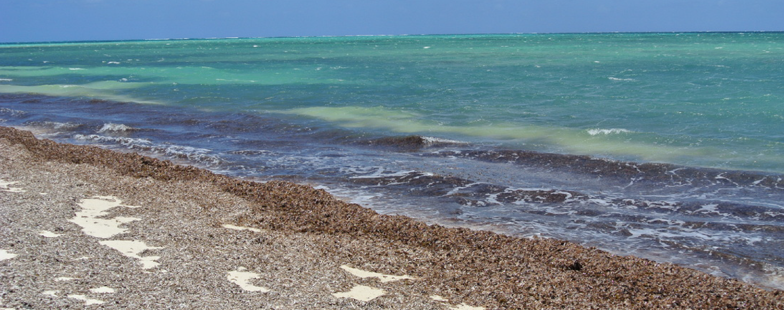 Posidonia_BeachLitter
