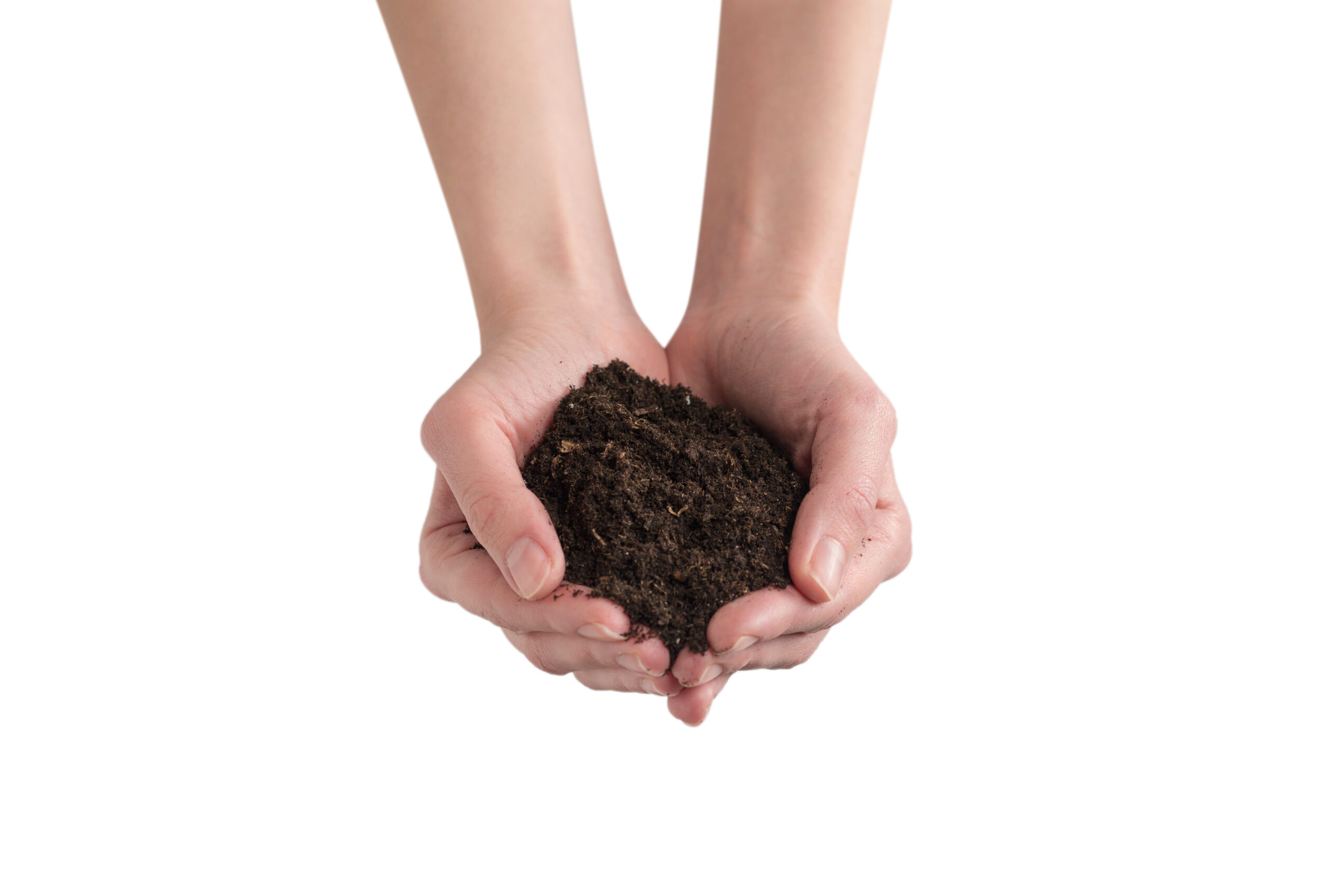 Brown soil in woman hands isolated on white.